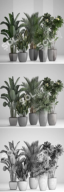 Tropical Plant Collection: Bananas, Palms & More 3D model image 3