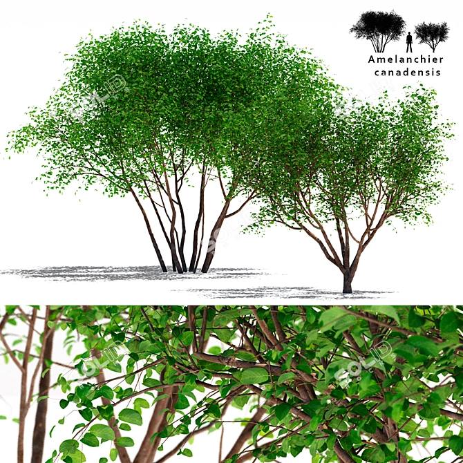 Canadian Tapeworm Tree: Amelanchier canadensis #2 3D model image 1