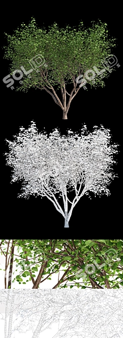 Canadian Tapeworm Tree: Amelanchier canadensis #2 3D model image 2