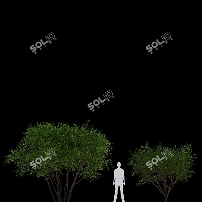 Canadian Tapeworm Tree: Amelanchier canadensis #2 3D model image 3