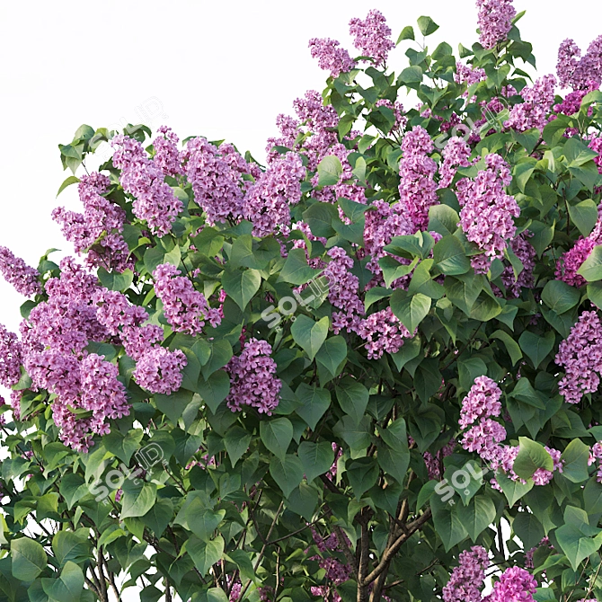 Lilac Breeze: Syringa vulgaris #3 3D model image 2