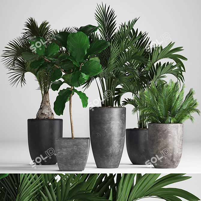 Exotic Plant Collection: Palms, Ficus, Hovea 3D model image 1