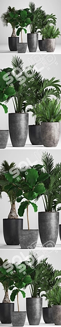 Exotic Plant Collection: Palms, Ficus, Hovea 3D model image 2