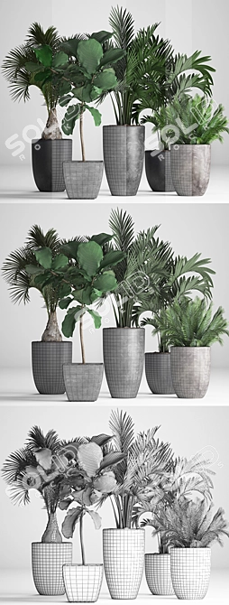 Exotic Plant Collection: Palms, Ficus, Hovea 3D model image 3