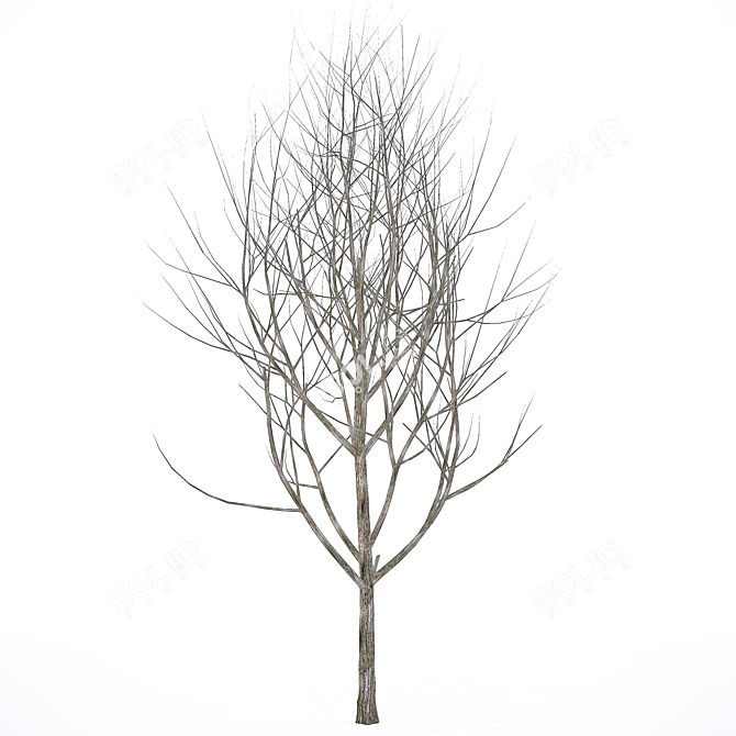  Winter Wonderland Tree 3D model image 1