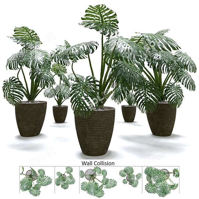 Tropical Thriving Monstera Set 3D model image 1