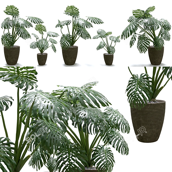 Tropical Thriving Monstera Set 3D model image 2