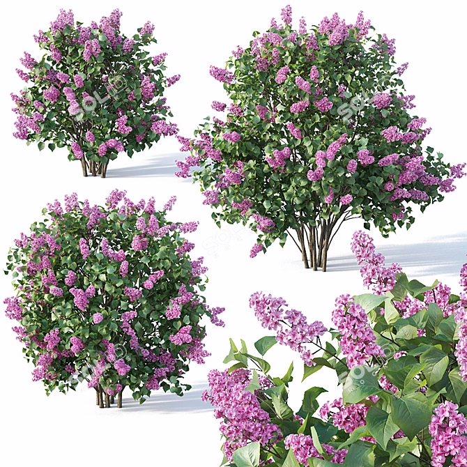 Lilac Bush Collection: 3 Sizes 3D model image 1