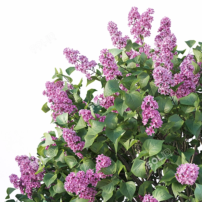 Lilac Bush Collection: 3 Sizes 3D model image 3