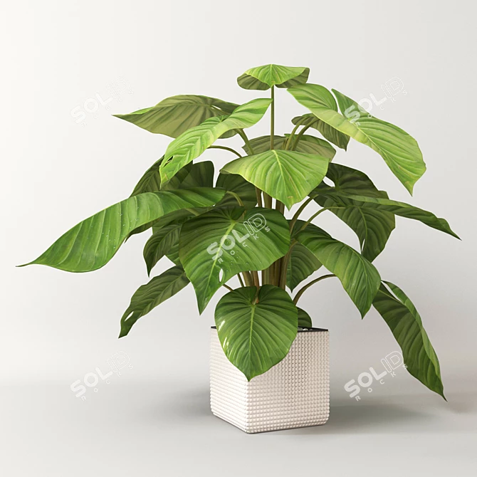 Lush Tropical Philodendron Plant 3D model image 1