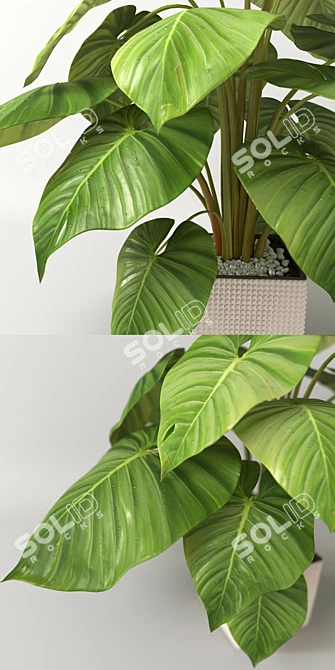 Lush Tropical Philodendron Plant 3D model image 2