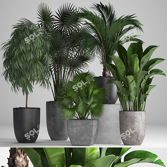 Exotic Plant Collection: Ficus, Palms, and More 3D model image 1