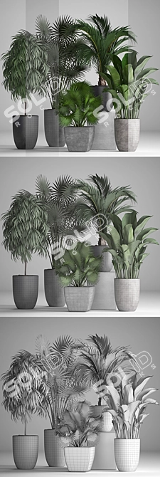 Exotic Plant Collection: Ficus, Palms, and More 3D model image 3