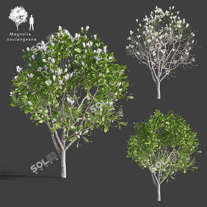 Elegant Magnolia x Soulangeana 3D model image 1