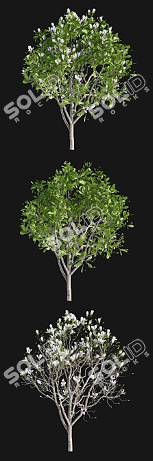 Elegant Magnolia x Soulangeana 3D model image 2