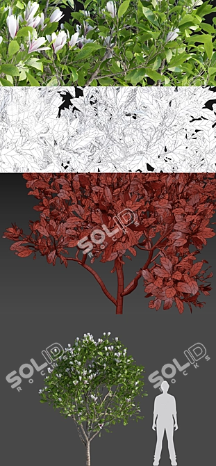 Elegant Magnolia x Soulangeana 3D model image 3