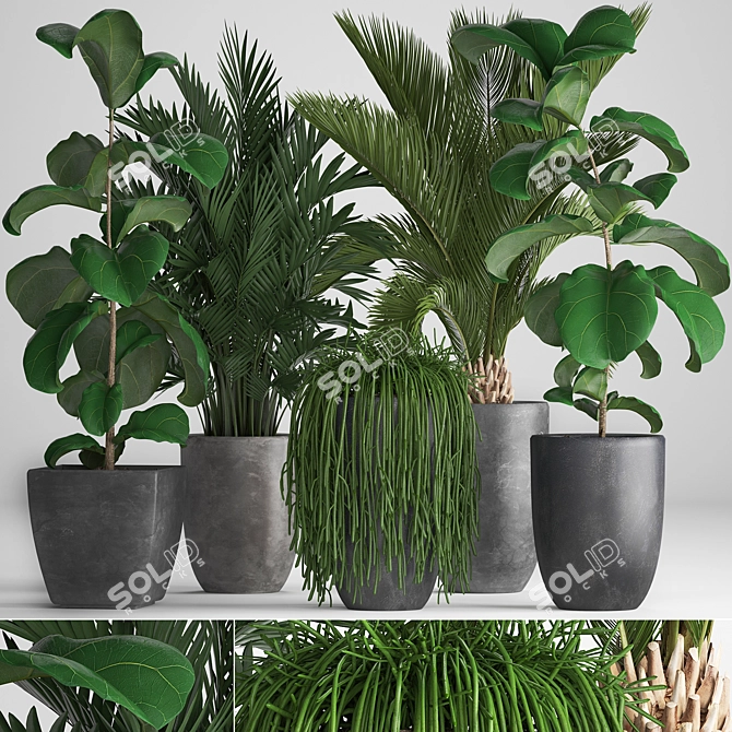 Exotic Plant Collection: Howea Forsteriana, Hovea, Kentia, Ficus Lyrata, Phoenix Roebelenii 3D model image 1