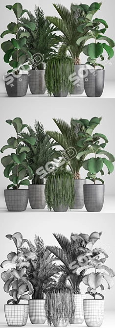 Exotic Plant Collection: Howea Forsteriana, Hovea, Kentia, Ficus Lyrata, Phoenix Roebelenii 3D model image 3