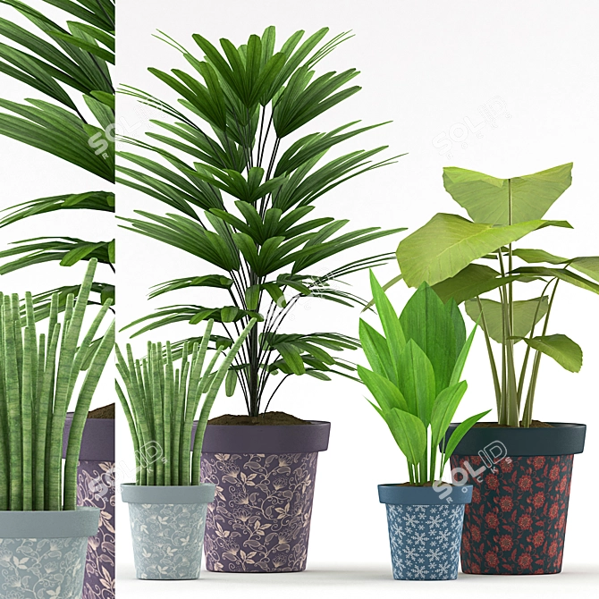 Tropical Plant Collection: Colocasia, Succulents, Palm & Aspidistra 3D model image 1