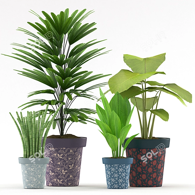 Tropical Plant Collection: Colocasia, Succulents, Palm & Aspidistra 3D model image 2