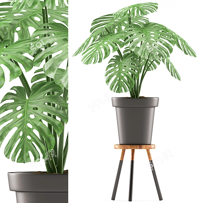 Black Monstera Plant with Stand - Plants 118 3D model image 1