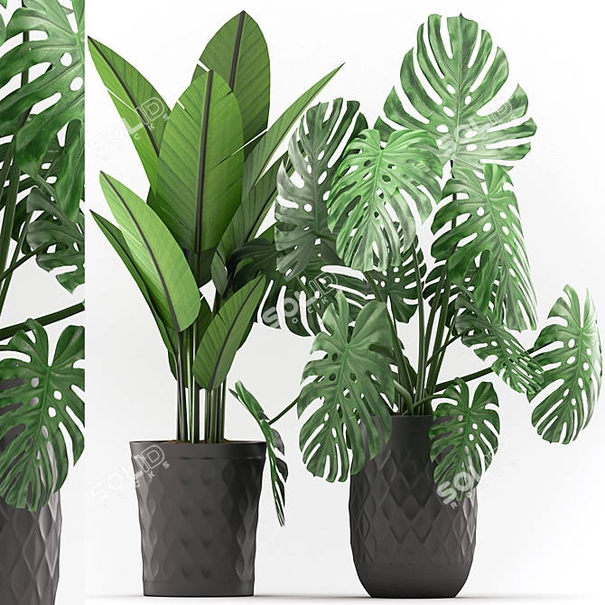 Stylish Monstera and Banana Palm Combo 3D model image 1