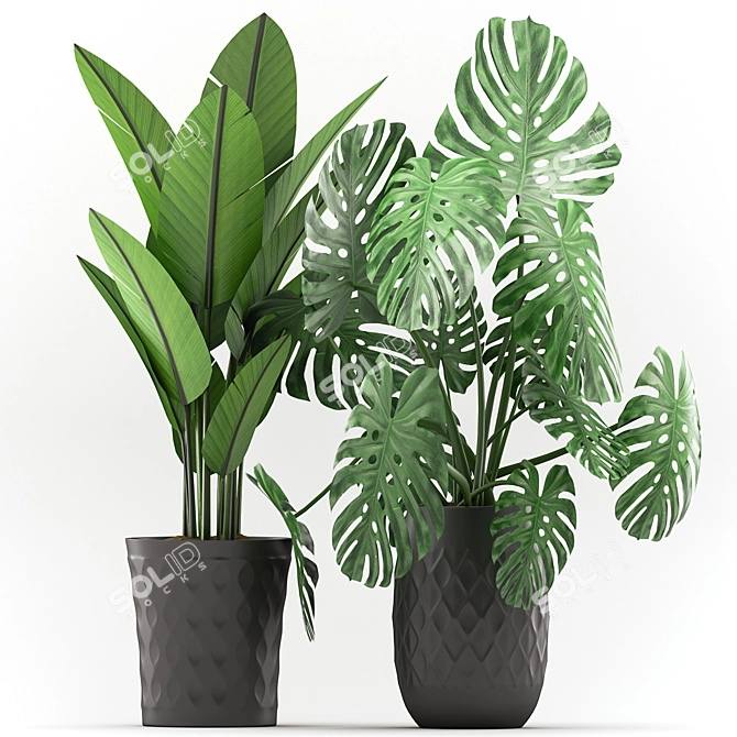 Stylish Monstera and Banana Palm Combo 3D model image 2