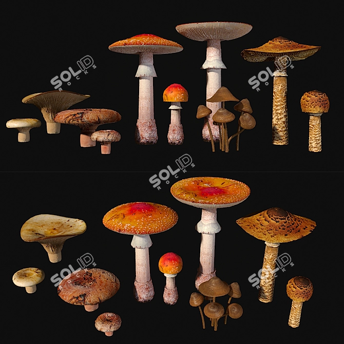 Fungi Collection Set: Mushrooms 3D model image 1