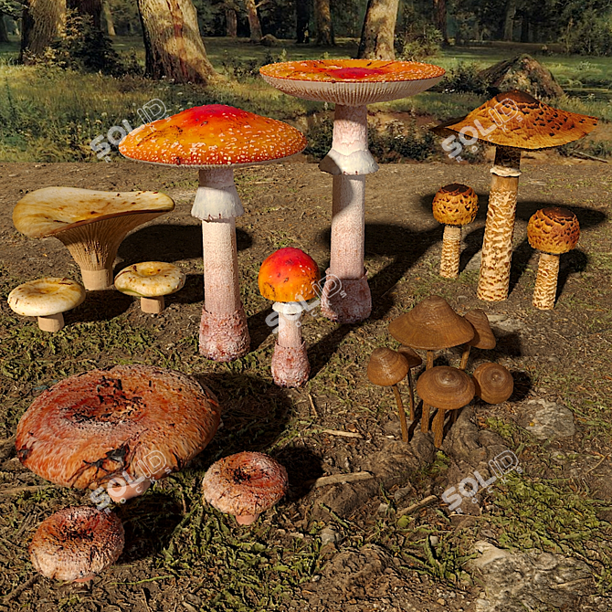 Fungi Collection Set: Mushrooms 3D model image 2