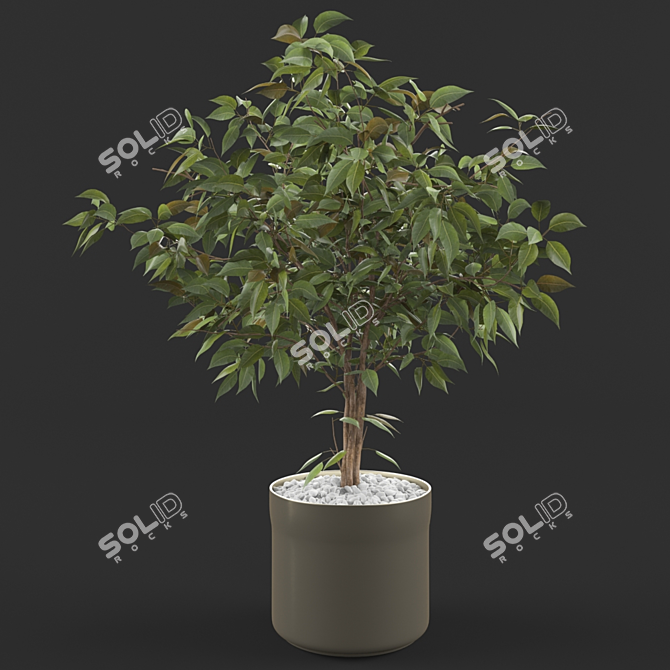 Luxury Ficus Plant: Elegant Greenery 3D model image 1