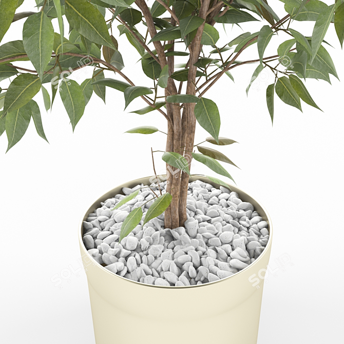 Luxury Ficus Plant: Elegant Greenery 3D model image 2