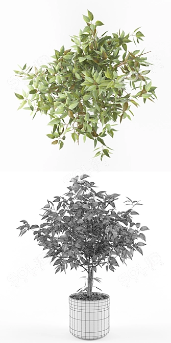 Luxury Ficus Plant: Elegant Greenery 3D model image 3