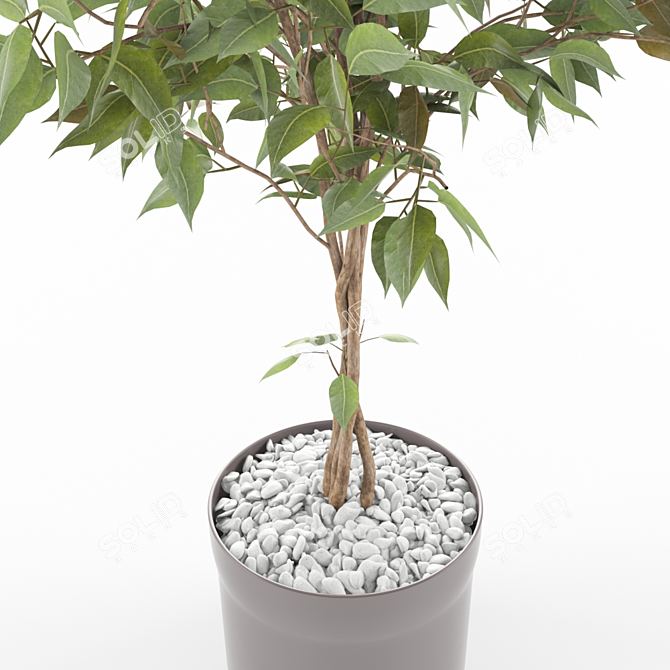 Stunning Ficus Plant: Ficus_002 3D model image 2