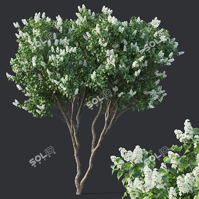 Luscious Lilac Tree - 390cm 3D model image 1