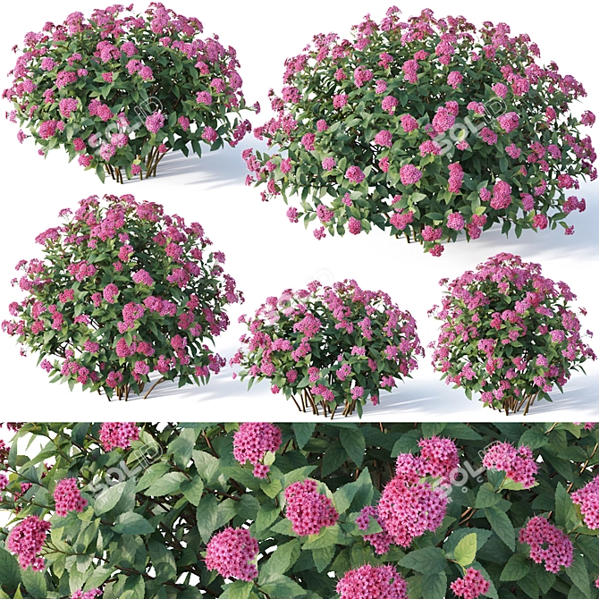 Spirea Japonica Collection: Varied Sizes 3D model image 1