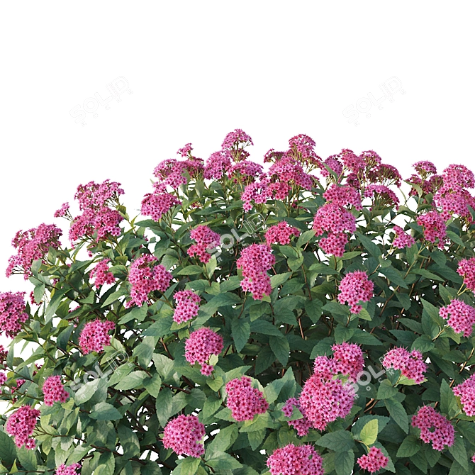 Spirea Japonica Collection: Varied Sizes 3D model image 2