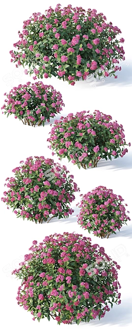 Spirea Japonica Collection: Varied Sizes 3D model image 3