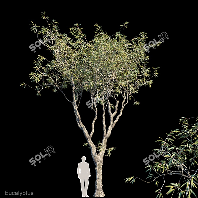 Evergreen Beauty: Eucalyptus Trees 3D model image 1