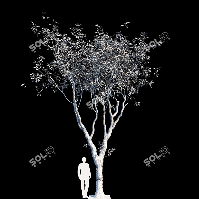 Evergreen Beauty: Eucalyptus Trees 3D model image 2