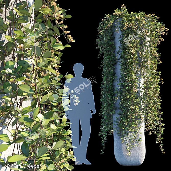 Sikkim Creeper: Exotic Vine Beauty 3D model image 1