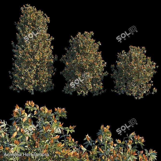 Striking Acmena Hemilampra Bush 3D model image 1