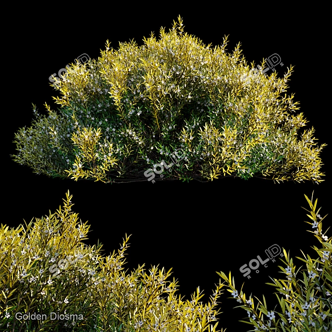 Golden Beauty Diosma: Blooming Elegance 3D model image 1