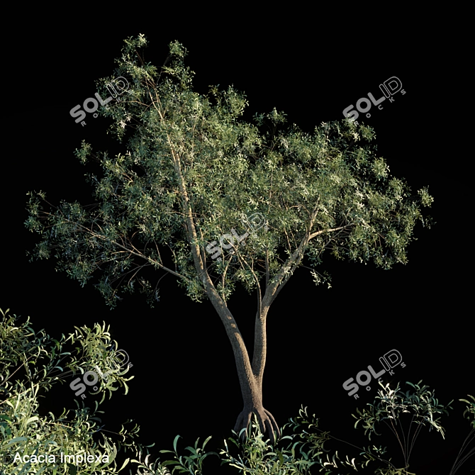 Giant Acacia Tree 3D model image 1