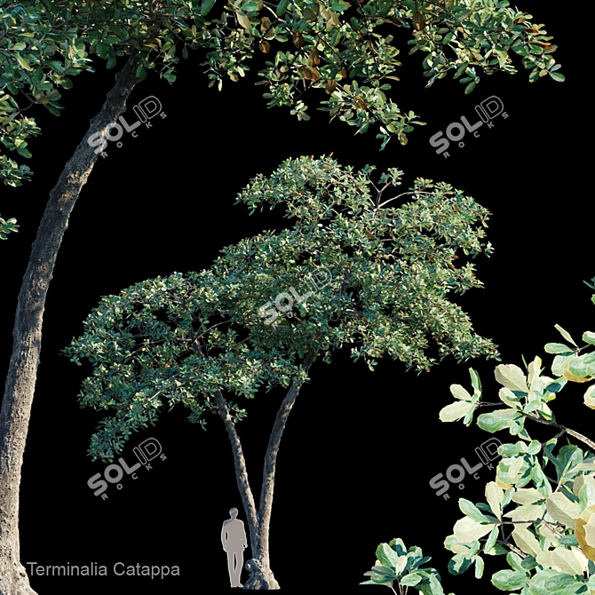 Tropical Almond Tree for Sale 3D model image 1