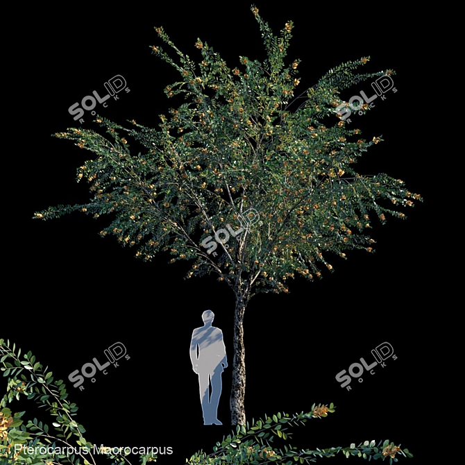 Exquisite Burma Padauk Tree 3D model image 1