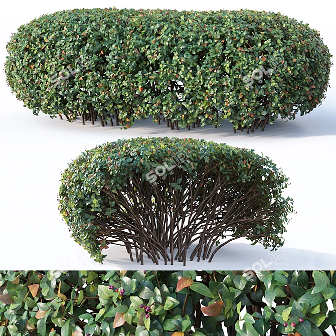 Versatile Cotoneaster Hedge: Seamless & Customizable 3D model image 1