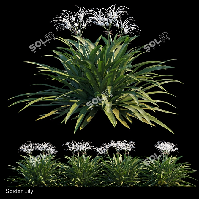 4-in-1 Spider Lily Set 3D model image 1