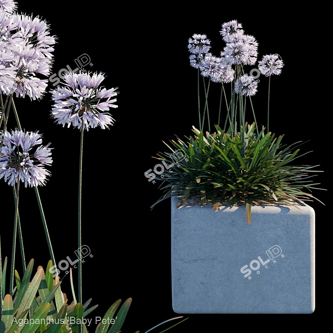 Title: Agapanthus 'Baby Pete' Bush 3D model image 1