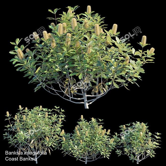 Coast Banksia Bush Trio 3D model image 1