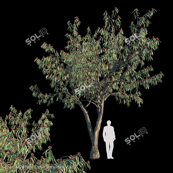 Eucalyptus Leucoxylon: Vibrant and Versatile 3D model image 1